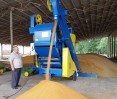 Очистка насіння гірциці на ОВС-25Ц з циклоном ОВС-25Ц з циклоном, очищення гірчиці, фото